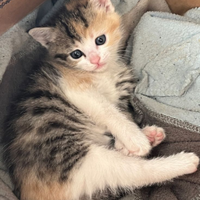 Cucciolo di gatto