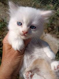 Gattini ragdoll persiano