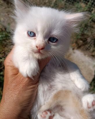 Gattini ragdoll persiano