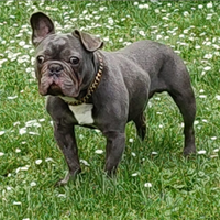 Bulldog Francese in adozione