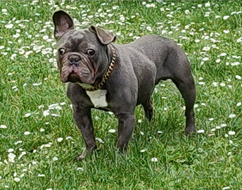 Bulldog Francese in adozione
