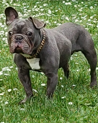 Bulldog Francese in adozione