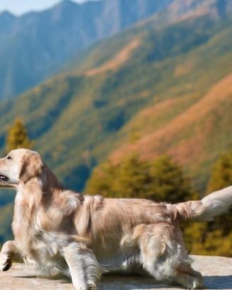 GOLDEN RETRIEVER MASCHIO disponibile per MONTA