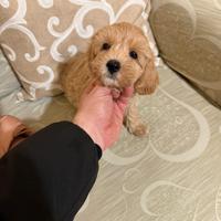 Maltipoo Mini Toy maschietto