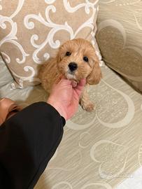 Maltipoo Mini Toy maschietto