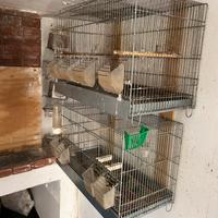 Voliera piu gabbie per uccelli