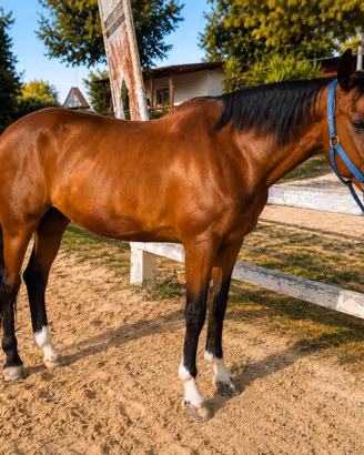Cavallo