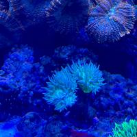 Corallo Acquario Marino