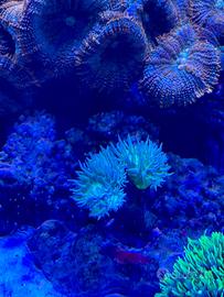 Corallo Acquario Marino