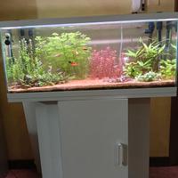 acquario 80 lt