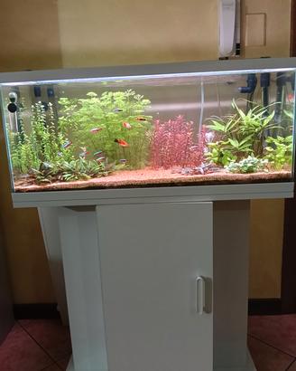 acquario 80 lt