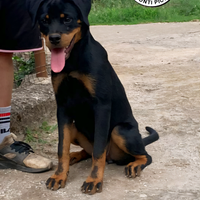 Cucciolona di rottweiler con Pedigree