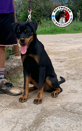 Cucciolona di rottweiler con Pedigree