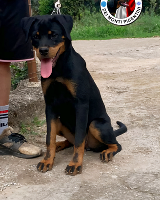 Cucciolona di rottweiler con Pedigree