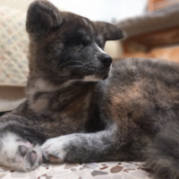 Cucciolo Akita Inu Maschio Tigrato
