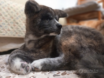 Cucciolo Akita Inu Maschio Tigrato