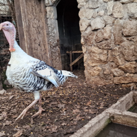 Tacchino ermellinato di Rovigo