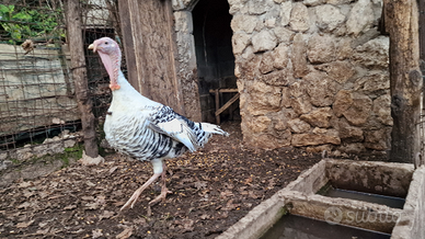 Tacchino ermellinato di Rovigo