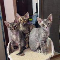 Devon rex