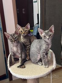 Devon rex