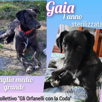 Gaia cagnolina taglia media sterilizzata
