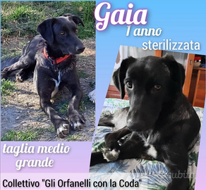 Gaia cagnolina taglia media sterilizzata