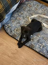 Cucciolo meticcio hamstaff/setter