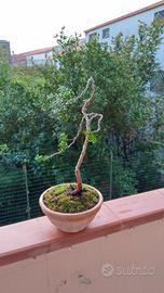 bonsai di mirto stile yamadory 