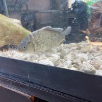 Pesce