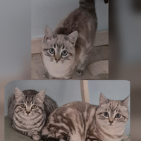 Gatti dolcissimi in adozione