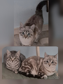 Gatti dolcissimi in adozione