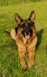 Fattrice pastore tedesco