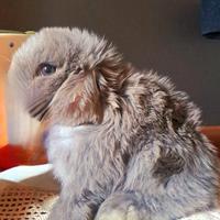 Coniglio minilop ariete nano