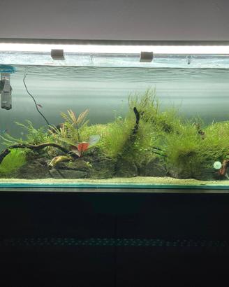 Acquario