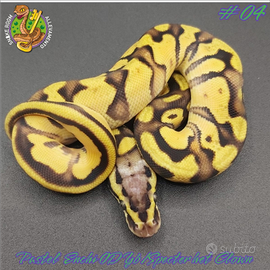 Pitone reale - Enchi Pastel OD Yb/Specter het