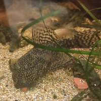 Ancistrus femmina adulta