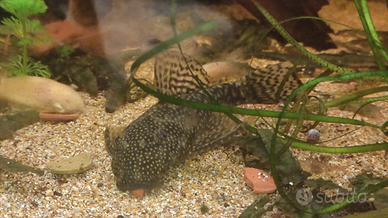 Ancistrus femmina adulta