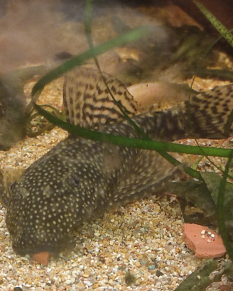Ancistrus femmina adulta