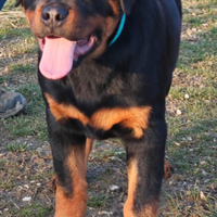 Cuccioli rottweiler