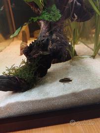 Pesci - Ciclidi Nani Pelvicachromis pulcher