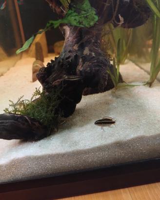 Pesci - Ciclidi Nani Pelvicachromis pulcher