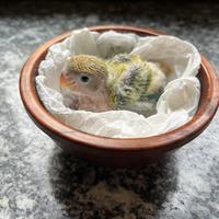 Inseparabili allevati a mano