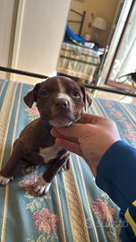 Pitbull
