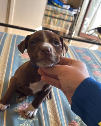 Pitbull