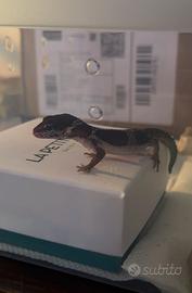 Geko leopardino