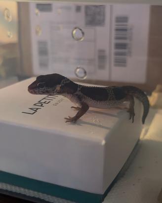Geko leopardino