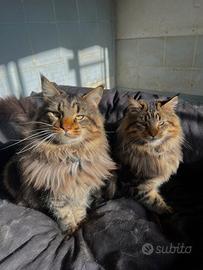 Maine coon maschio