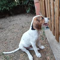 Cuccioli di cane desiderosi di una casa a Verona