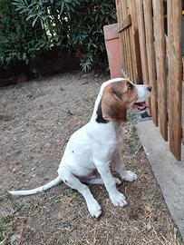 Cuccioli di cane desiderosi di una casa a Verona