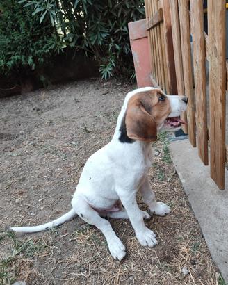 Cuccioli di cane desiderosi di una casa a Verona